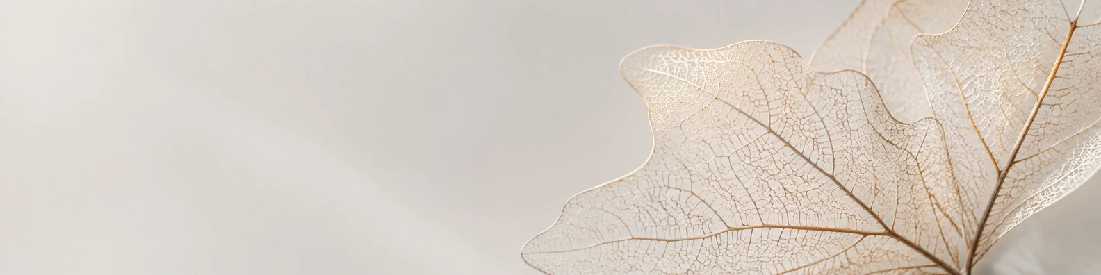 Alabaster Leaf Skeletal Contour nature-inspired LinkedIn banner for a professional profile