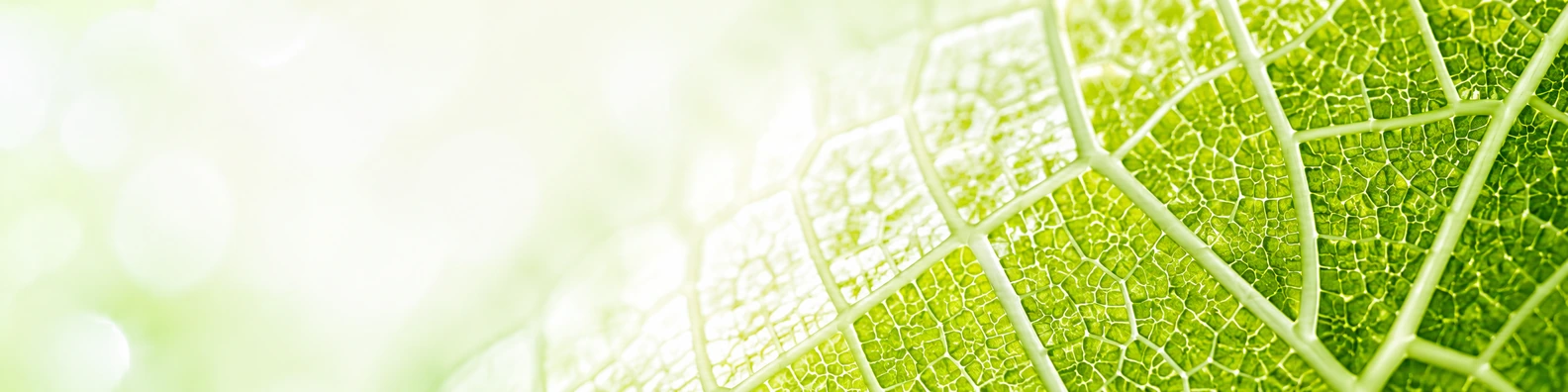 Backlit Chlorophyll Grid nature-inspired LinkedIn banner for a professional profile