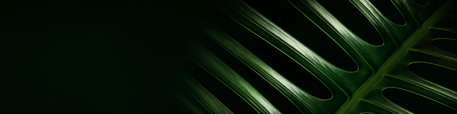 Emerald Frond Split nature-inspired LinkedIn banner for a professional profile