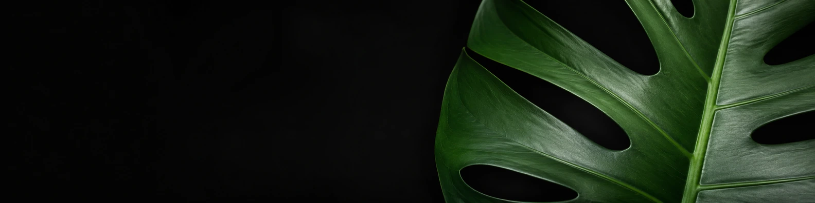 Graphic Fenestration Curve nature-inspired LinkedIn banner for a professional profile