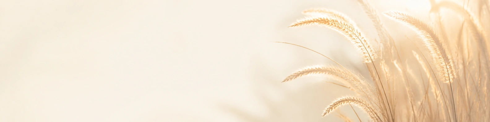 Ivory Fountain Grass nature-inspired LinkedIn banner for a professional profile