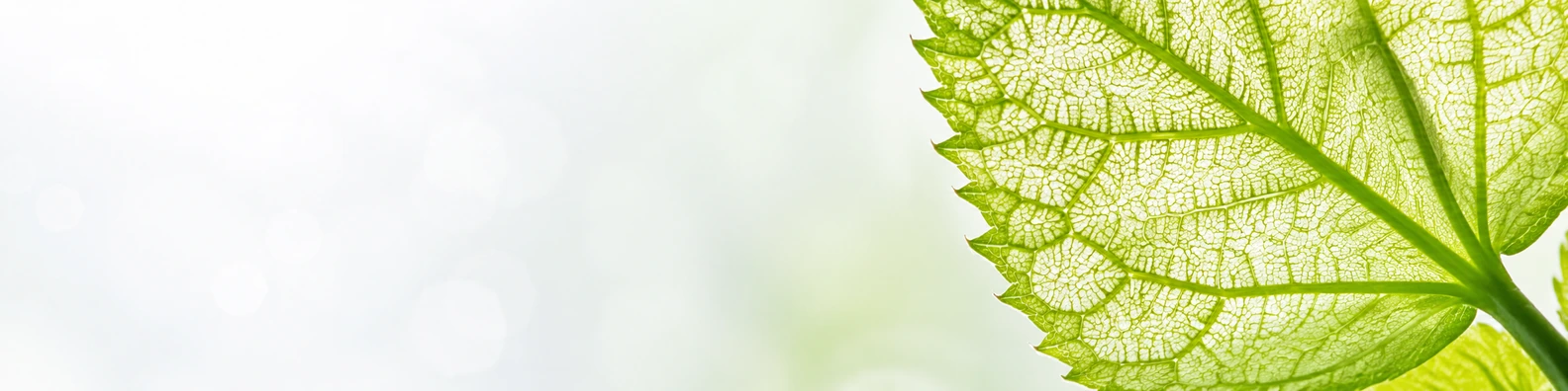 Luminous Micro-Vein nature-inspired LinkedIn banner for a professional profile