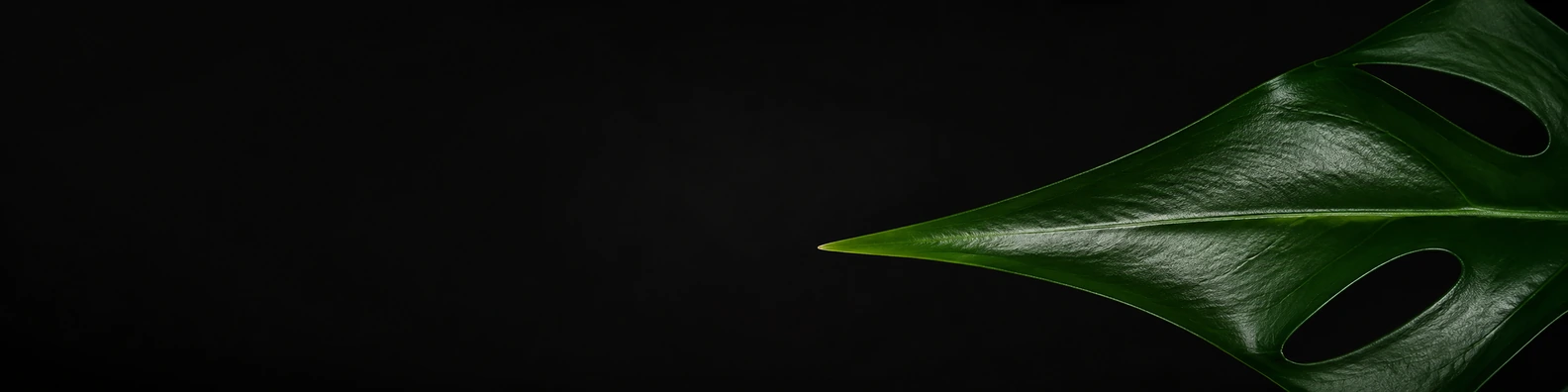 Monstera Leaf Apex nature-inspired LinkedIn banner for a professional profile