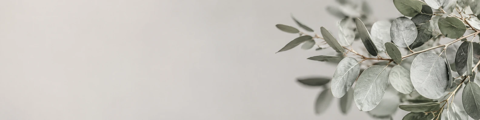 Muted Olive Branch nature-inspired LinkedIn banner for a professional profile