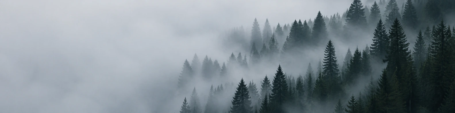 Nordic Mist Canopy nature-inspired LinkedIn banner for a professional profile