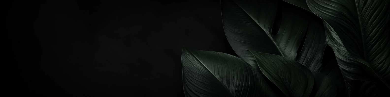 Obsidian Leaf Overlap nature-inspired LinkedIn banner for a professional profile