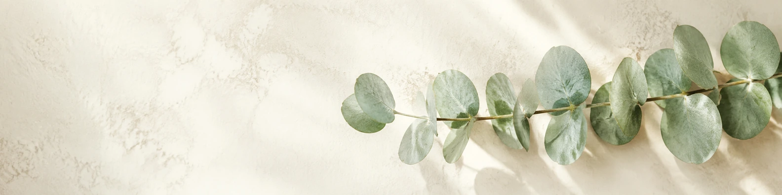 Silver Coin Stem nature-inspired LinkedIn banner for a professional profile