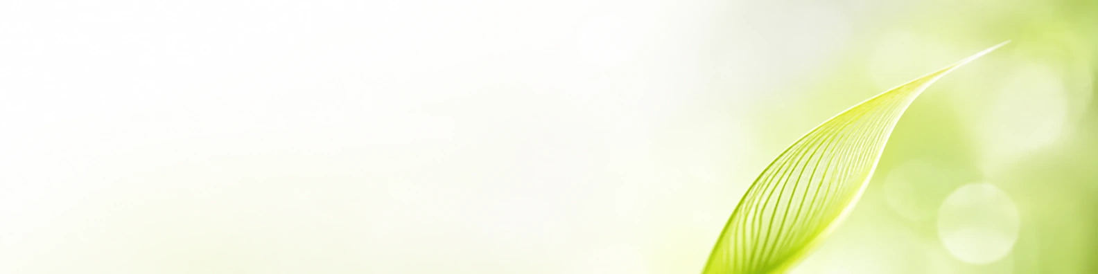 Spring Lime Filament nature-inspired LinkedIn banner for a professional profile