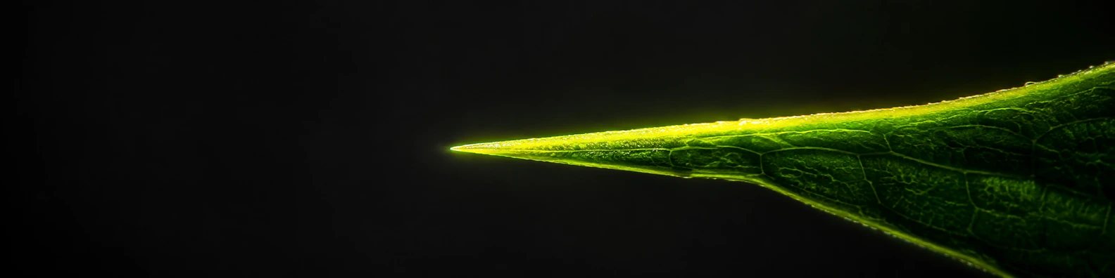 Sun-Fused Leaf Edge nature-inspired LinkedIn banner for a professional profile