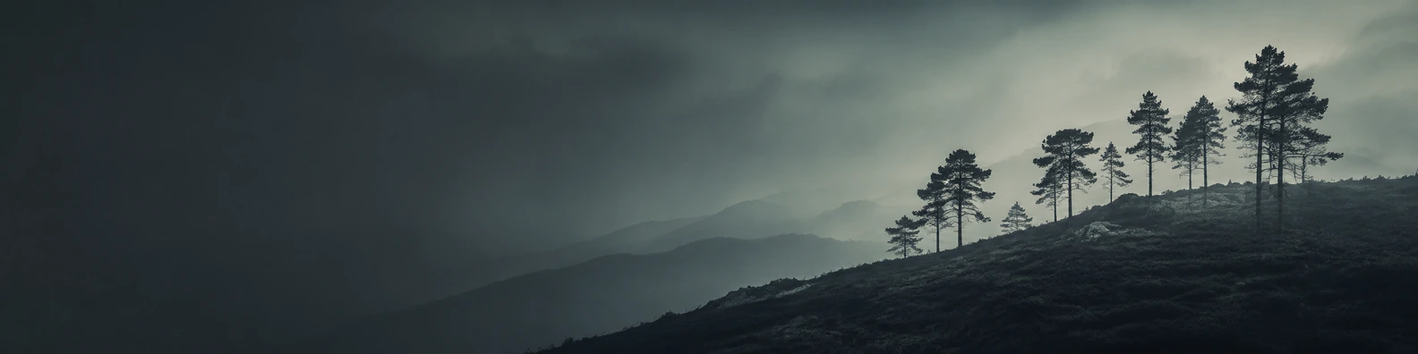 Whispering Pines Crest nature-inspired LinkedIn banner for a professional profile
